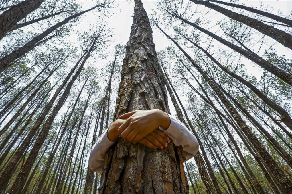 Beneficios de abrazar un árbol - Caserio